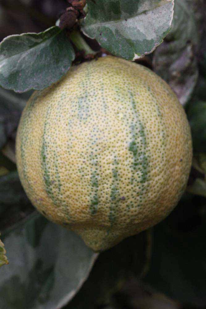              Fruit (Riverside, CA)       